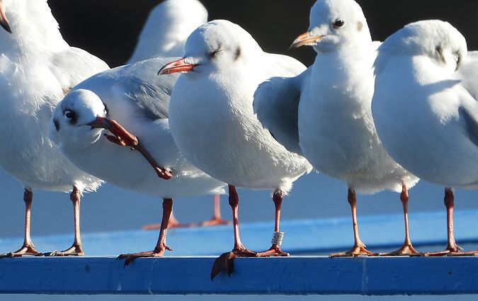 Mouette rieuse  - Jarosław Słowikowski