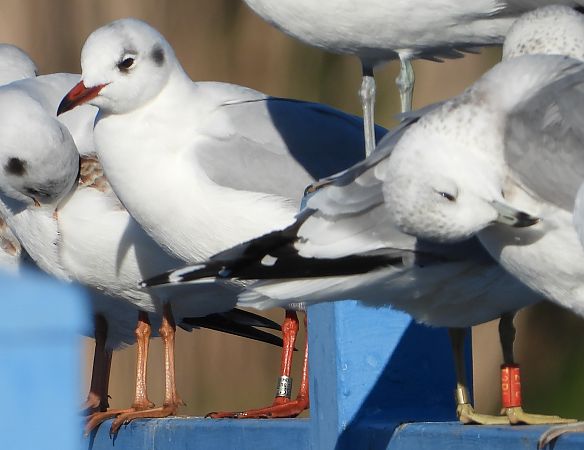 Mouette rieuse  - Jarosław Słowikowski