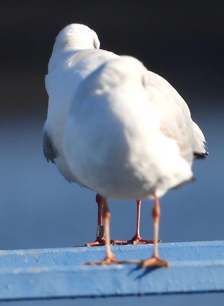 Mouette rieuse  - Jarosław Słowikowski