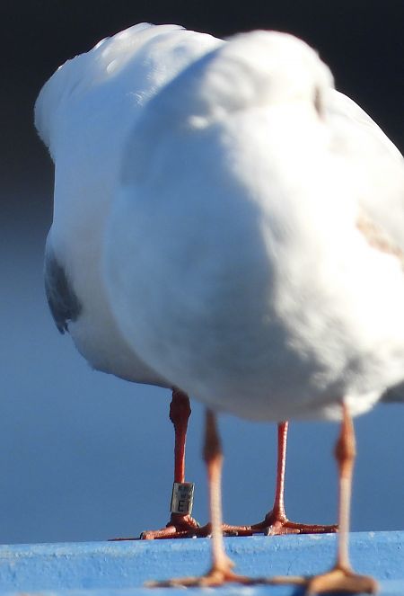Mouette rieuse  - Jarosław Słowikowski