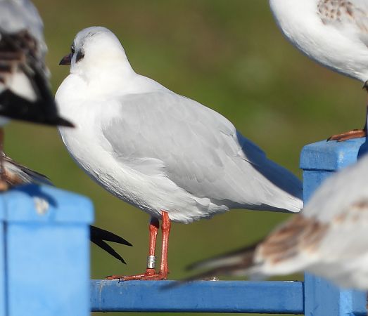 śmieszka  - Jarosław Słowikowski