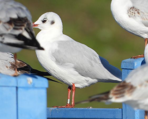 Lachmöwe  - Jarosław Słowikowski