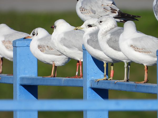 Mouette rieuse  - Jarosław Słowikowski