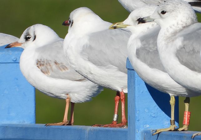 śmieszka  - Jarosław Słowikowski