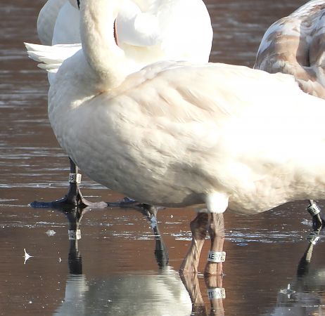 Mute Swan  - Jarosław Słowikowski