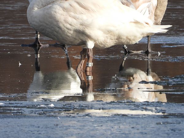 Cygne tuberculé  - Jarosław Słowikowski