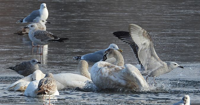Cygne tuberculé  - Jarosław Słowikowski