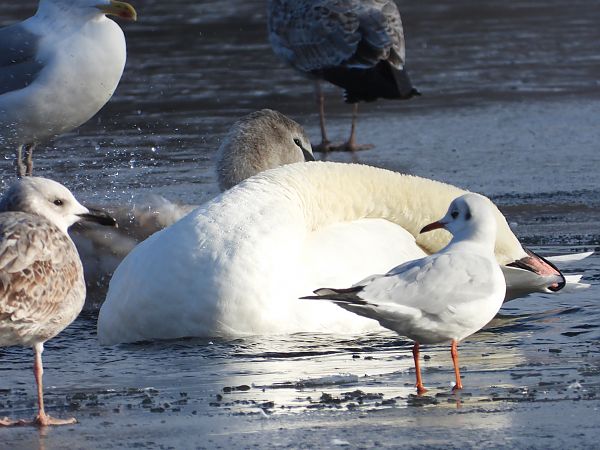 Cygne tuberculé  - Jarosław Słowikowski
