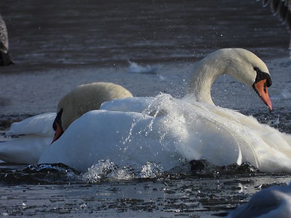 Cygne tuberculé  - Jarosław Słowikowski