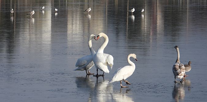 Cygne tuberculé  - Jarosław Słowikowski