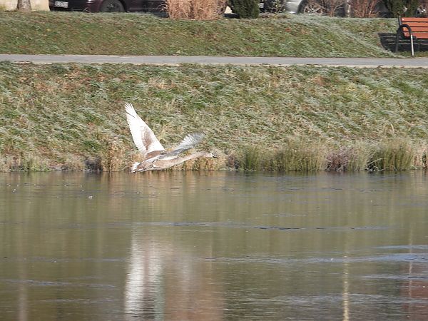 Cygne tuberculé  - Jarosław Słowikowski