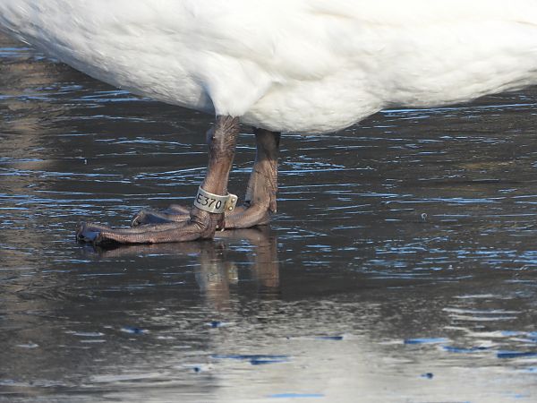 Cygne tuberculé  - Jarosław Słowikowski
