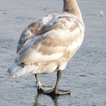 Cygne tuberculé  - Jarosław Słowikowski