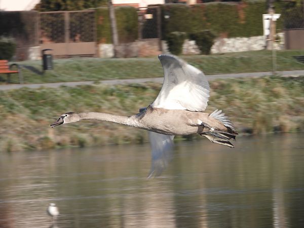 Cygne tuberculé  - Jarosław Słowikowski