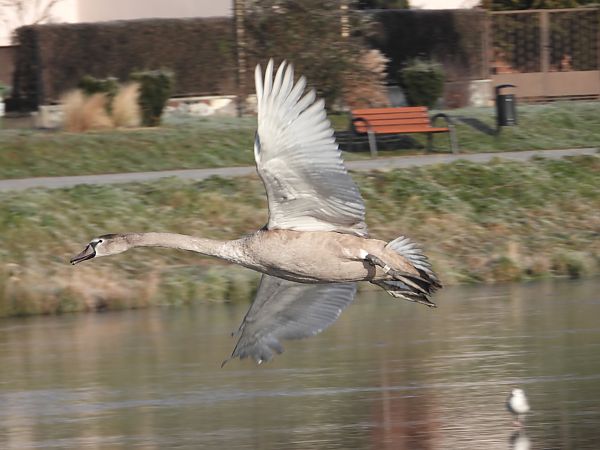 Cygne tuberculé  - Jarosław Słowikowski