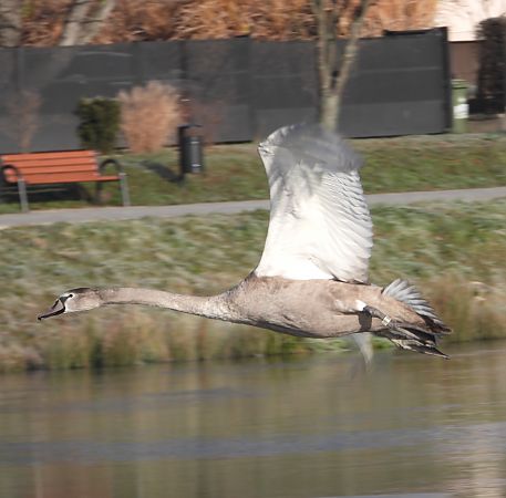 Cygne tuberculé  - Jarosław Słowikowski