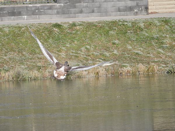 Cygne tuberculé  - Jarosław Słowikowski