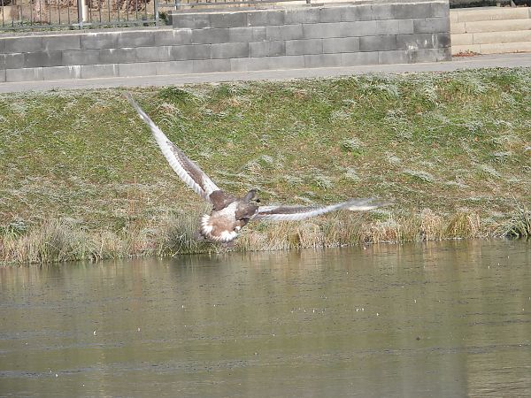 Cygne tuberculé  - Jarosław Słowikowski