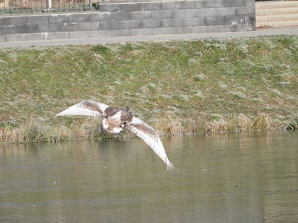 Cygne tuberculé  - Jarosław Słowikowski