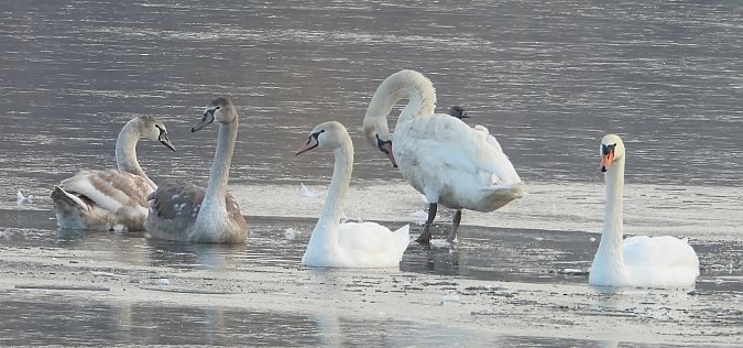 łabędź niemy  - Jarosław Słowikowski
