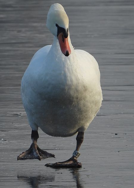 Cygne tuberculé  - Jarosław Słowikowski