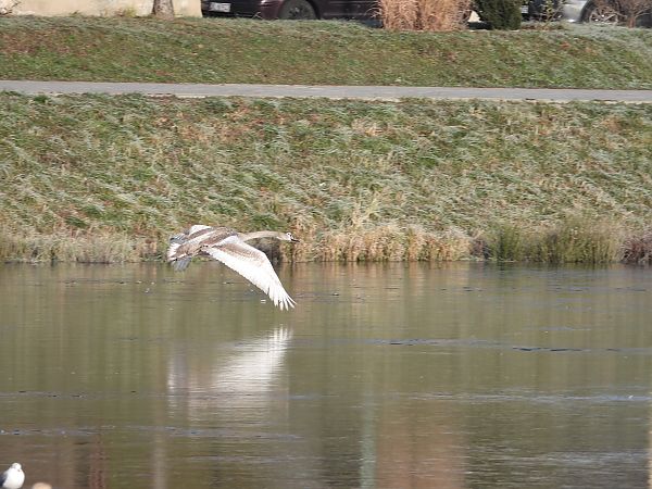 Cygne tuberculé  - Jarosław Słowikowski