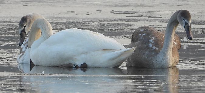 łabędź niemy  - Jarosław Słowikowski