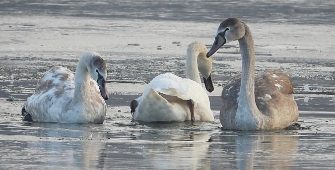 Cygne tuberculé  - Jarosław Słowikowski