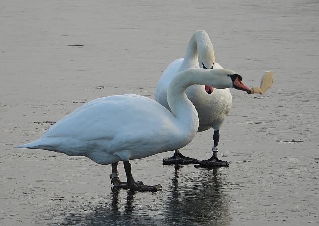 Cygne tuberculé  - Jarosław Słowikowski