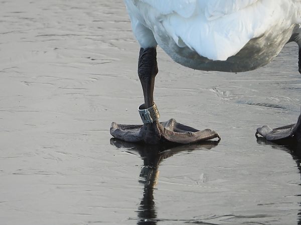 Cygne tuberculé  - Jarosław Słowikowski