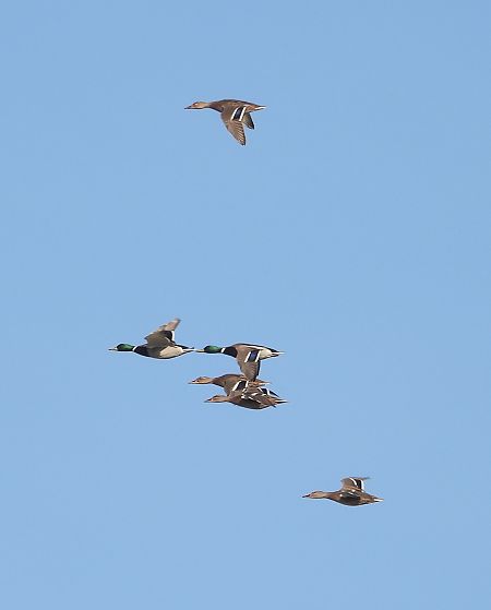 Canard colvert  - Jarosław Słowikowski