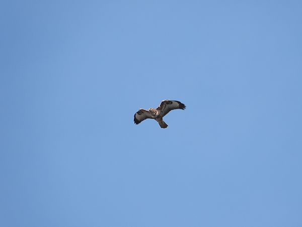 Buse variable  - Jarosław Słowikowski