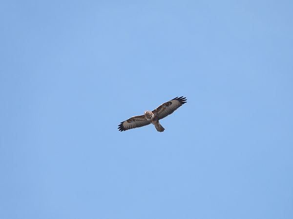 Buse variable  - Jarosław Słowikowski