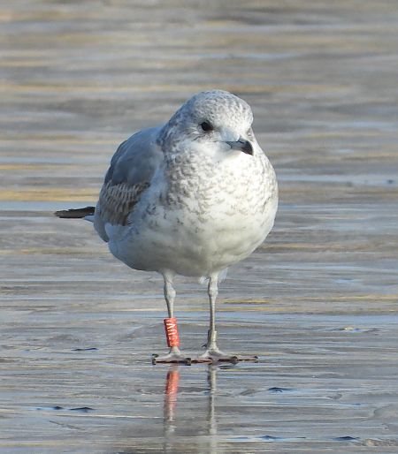 mewa siwa  - Jarosław Słowikowski