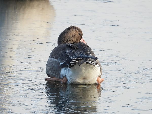 Oie rieuse  - Jarosław Słowikowski