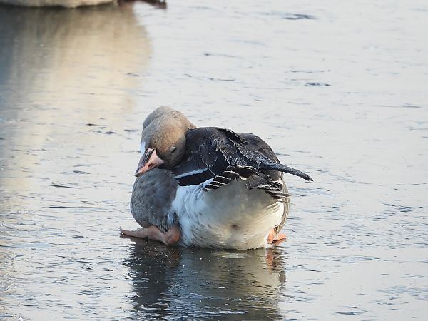 Oie rieuse  - Jarosław Słowikowski