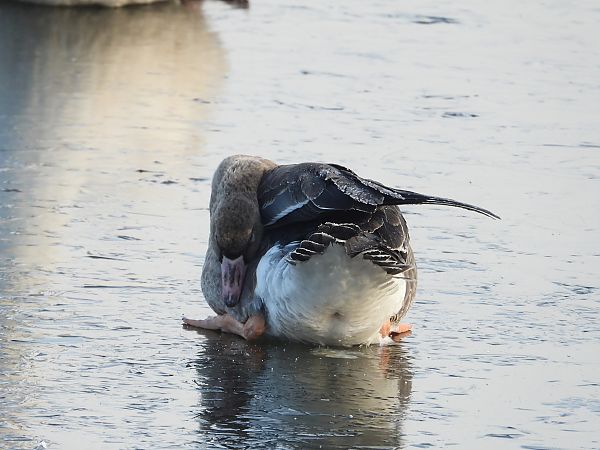 Oie rieuse  - Jarosław Słowikowski
