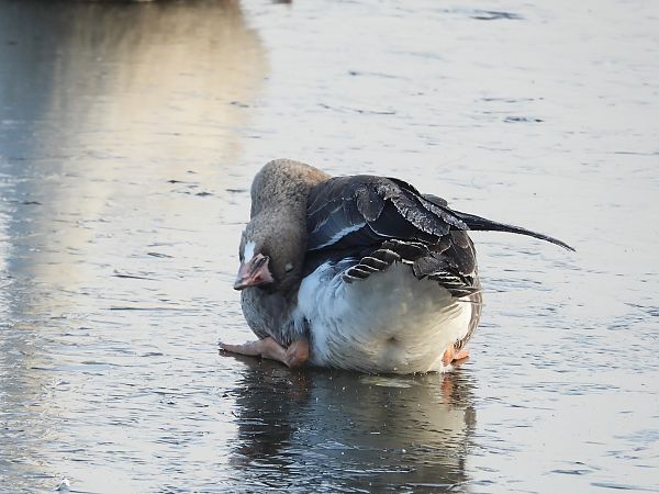 gęś białoczelna  - Jarosław Słowikowski