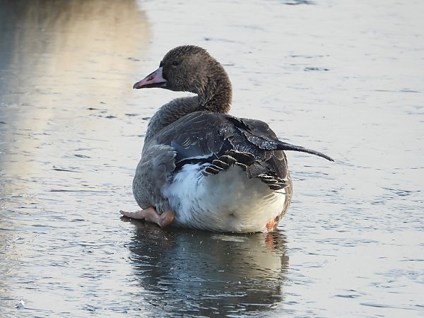 Oie rieuse  - Jarosław Słowikowski