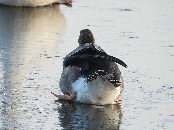Oie rieuse  - Jarosław Słowikowski