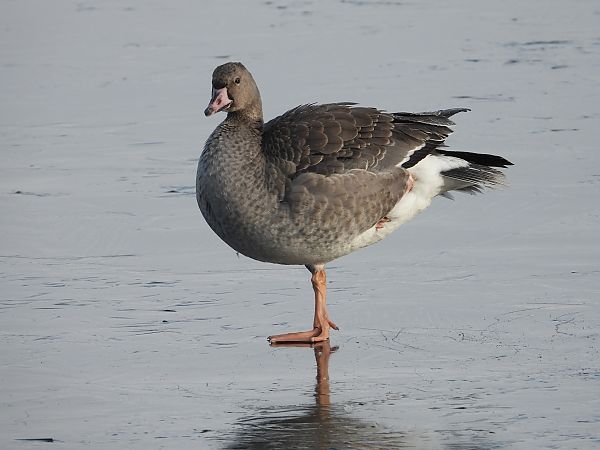 Oie rieuse  - Jarosław Słowikowski