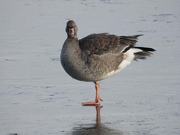 Oie rieuse  - Jarosław Słowikowski