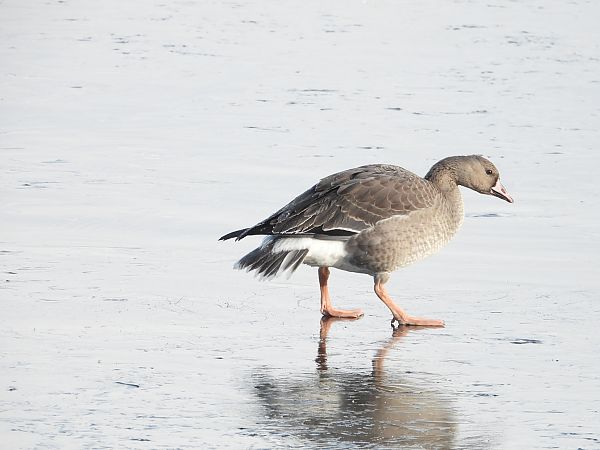 Oie rieuse  - Jarosław Słowikowski
