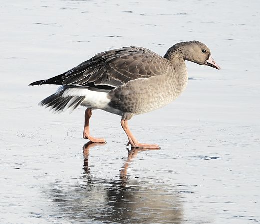 gęś białoczelna  - Jarosław Słowikowski