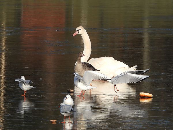 Oie rieuse  - Jarosław Słowikowski
