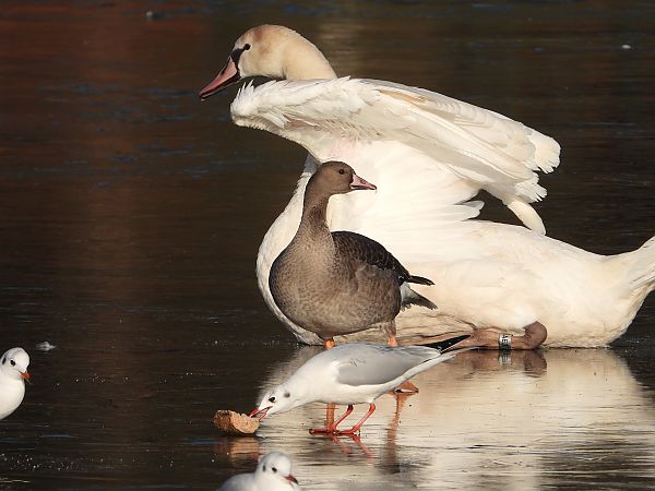 Oie rieuse  - Jarosław Słowikowski