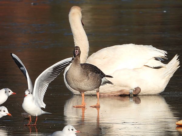 Oie rieuse  - Jarosław Słowikowski