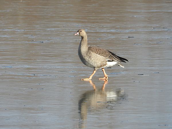 Oie rieuse  - Jarosław Słowikowski