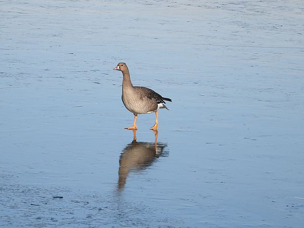 Oie rieuse  - Jarosław Słowikowski
