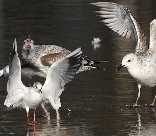 mewa srebrzysta / białogłowa / romańska  - Jarosław Słowikowski